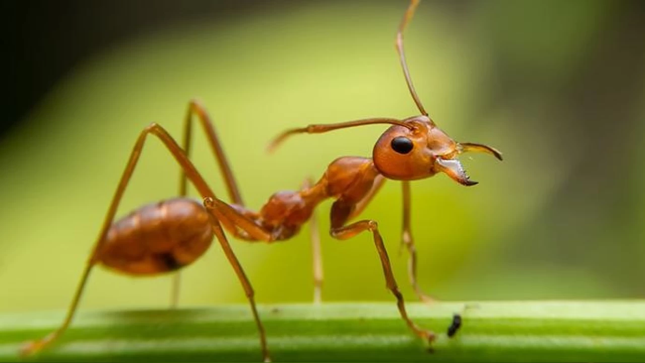 Do�an�n minik gladyat�rleri