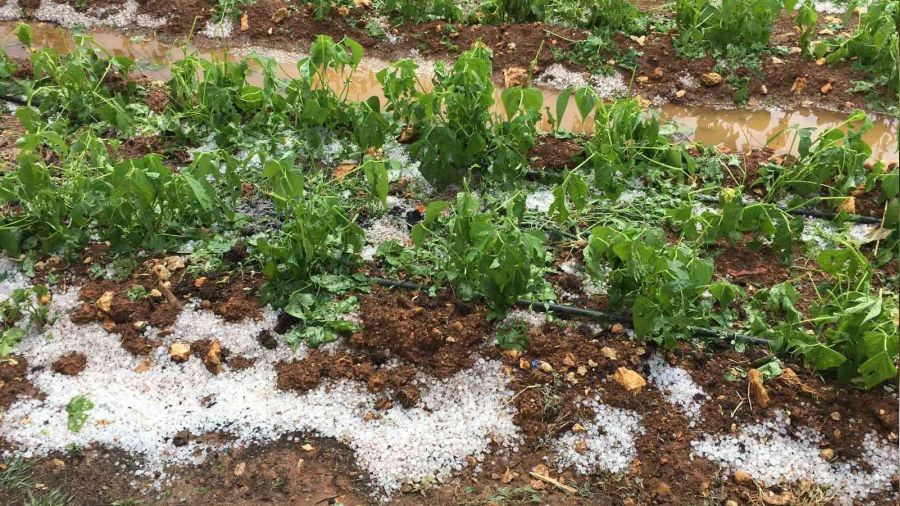 Dolu 1573 dekar alanda zarara yol açtı