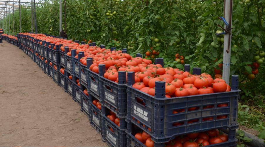 Domates ihracat lideri