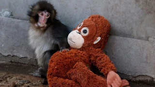 Dünyayı hüzne boğan Maymun Punch arkadaş buldu