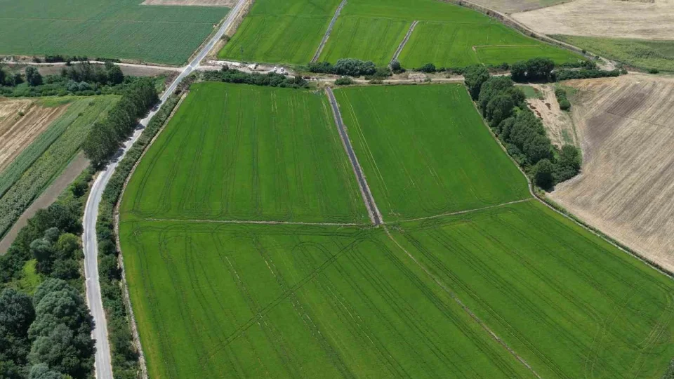 Edirne'de çeltiğe su bereketi: Rekolte 400 bin tonu aşacak