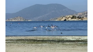 Ege'nin en byk glnde korkun kirlilik yaanyor