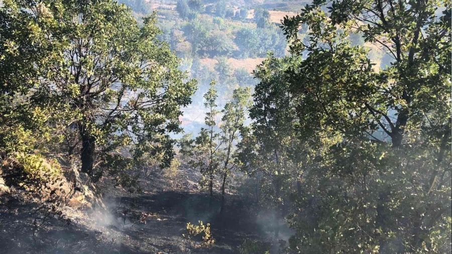 Elazığ'da ağaçlık alanda yangın