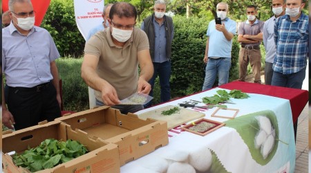 Elazığ'da ipek böceği atılımı