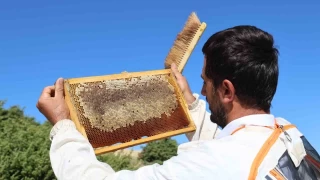 Elazığlı arıcıları dertli... Rekolte bin tondan 500 tona düştü