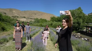 Emekli retmenin kurduu lavanta bahesi dnyann drt bir yanndan misafirlerini arlyor
