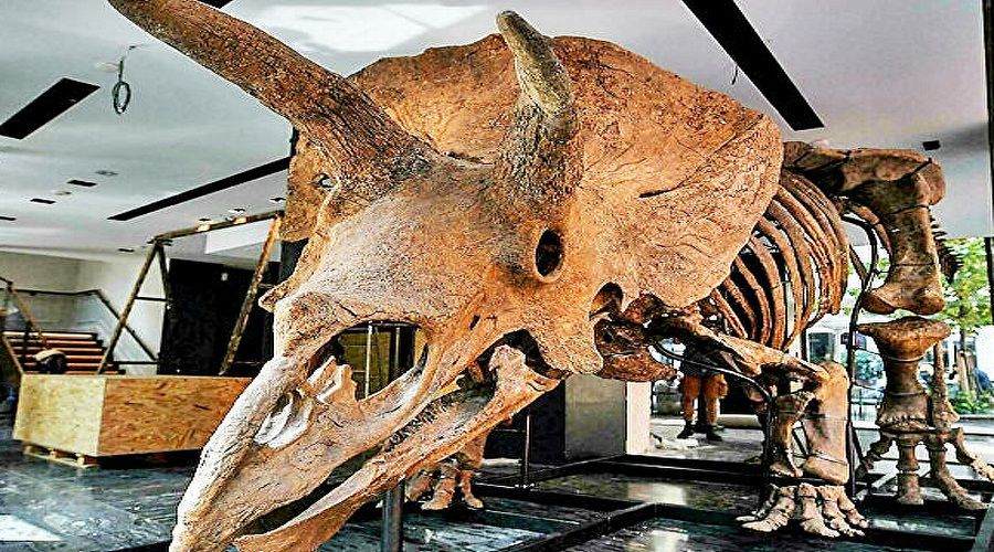 En büyük boynuzlu dinozor "Big John"un kalıntıları rekor fiyata satıldı