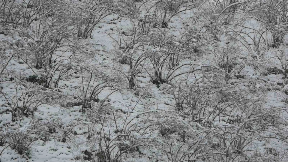 F�nd�kta zirai don tehlikesi devam ediyor