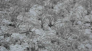 Fındıkta zirai don tehlikesi devam ediyor