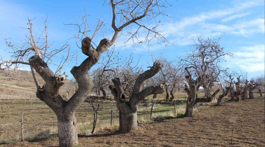 Fiyat� alt�nla yar���yor