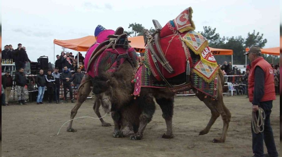 Geleneksel Pelitk�y Deve G�re�leri yap�ld�