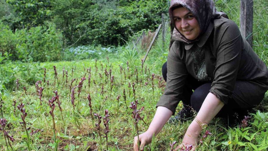 Giresun'da fnda ek gelir maviyemi ve salep retimine hibe destei