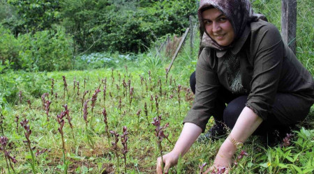 Giresun'da fnda ek gelir maviyemi ve salep retimine hibe destei