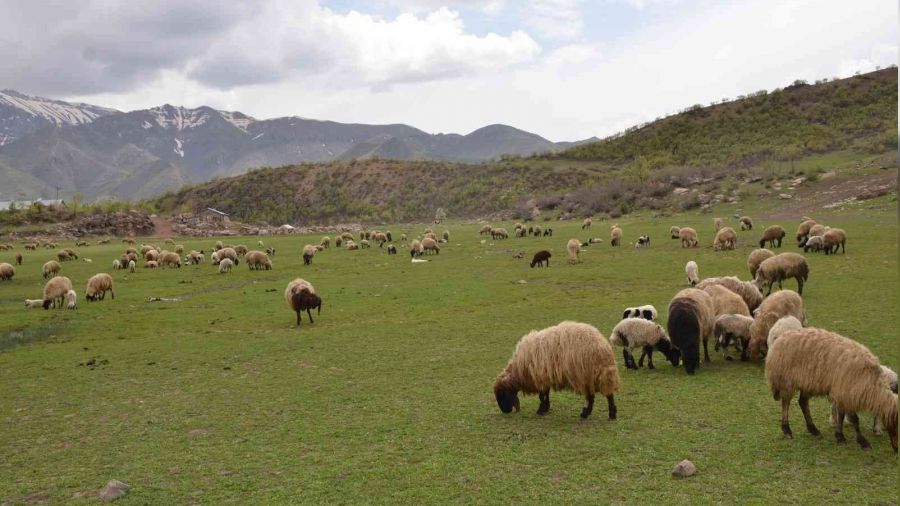 Göçerler kar erimeden Şırnak yaylalarına çıktı