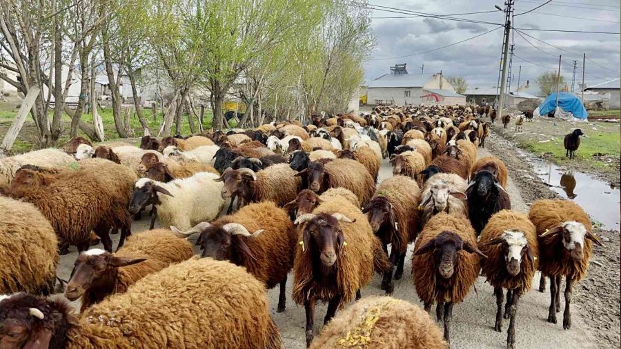 Göçerler koyun sürüsüyle yaylaların yolunu tuttu