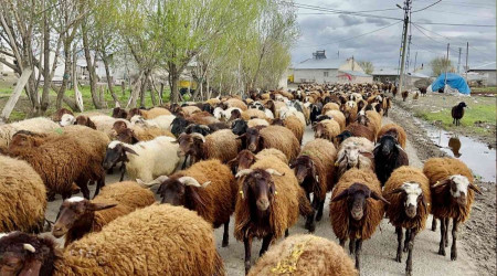 Göçerler koyun sürüsüyle yaylaların yolunu tuttu