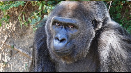 Goril Trudy 63 yanda ld