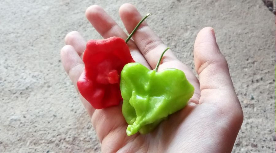 Gül şeklindeki biberler görenleri şaşırtıyor