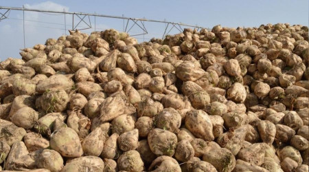 Grer: eker pancarnda taban fiyat 2 bin 411 liraya ykseltilmeli