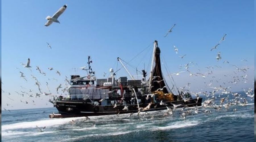 Hamsi avcılığı kısmi olarak durduruldu