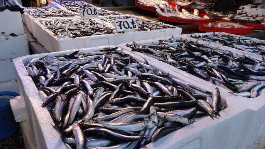 Hamsi sezonun en yüksek fiyatını gördü
