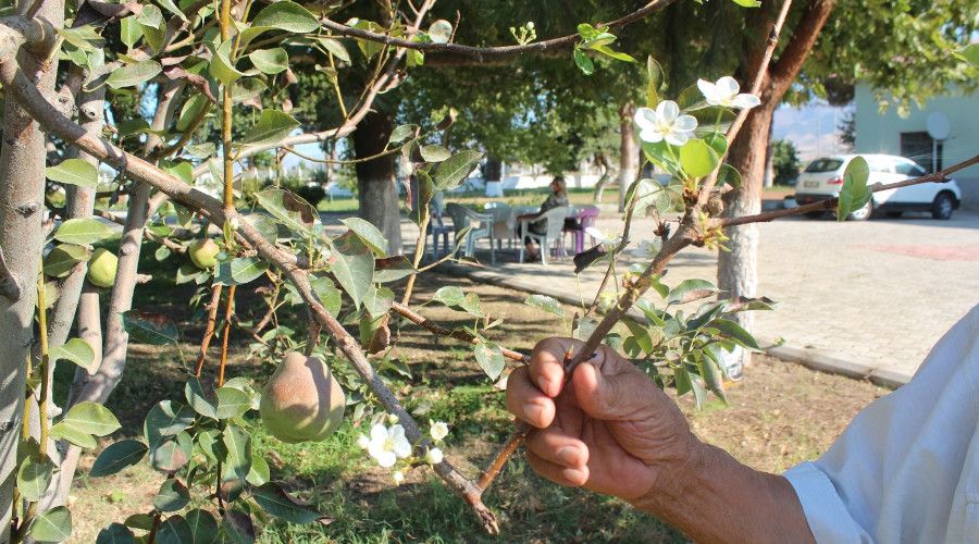 Hasad� yap�lmadan yeniden �i�ek a�t�