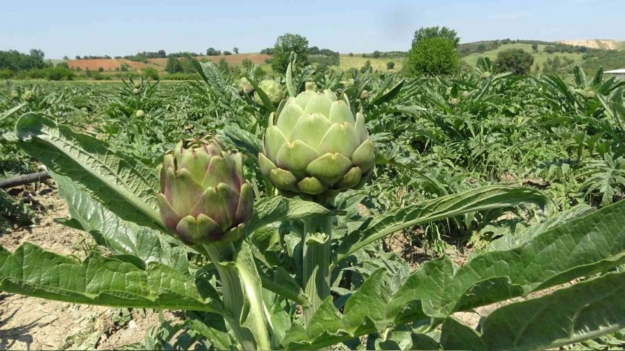 Hasana�a enginar�nda hasat zaman�: Tanesi tarlada 12,5 TL