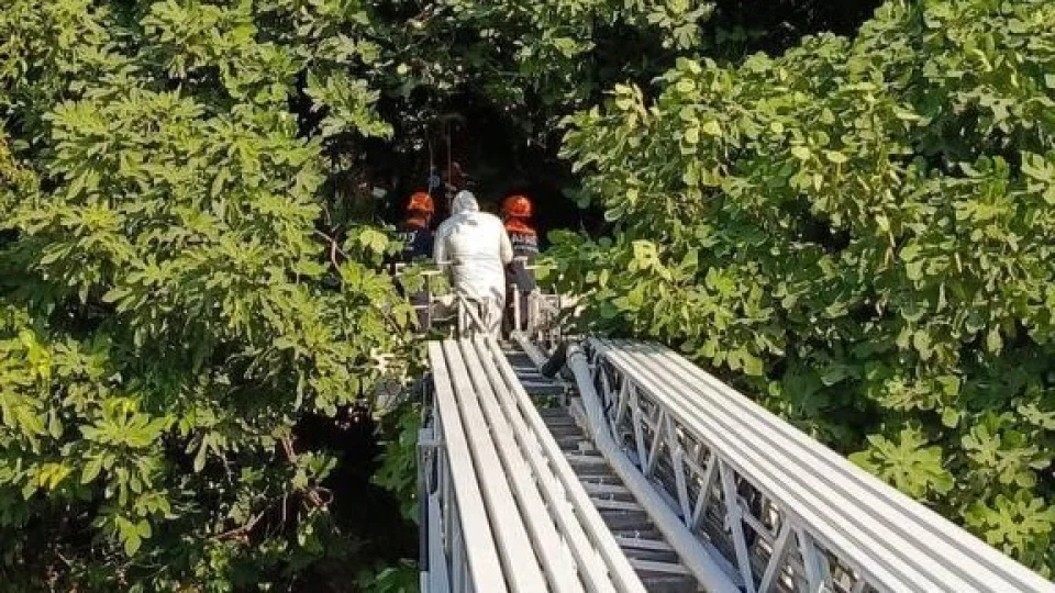 Hatay'da koku sebebiyle yap�lan kontrolde a�aca as�l� ceset bulundu