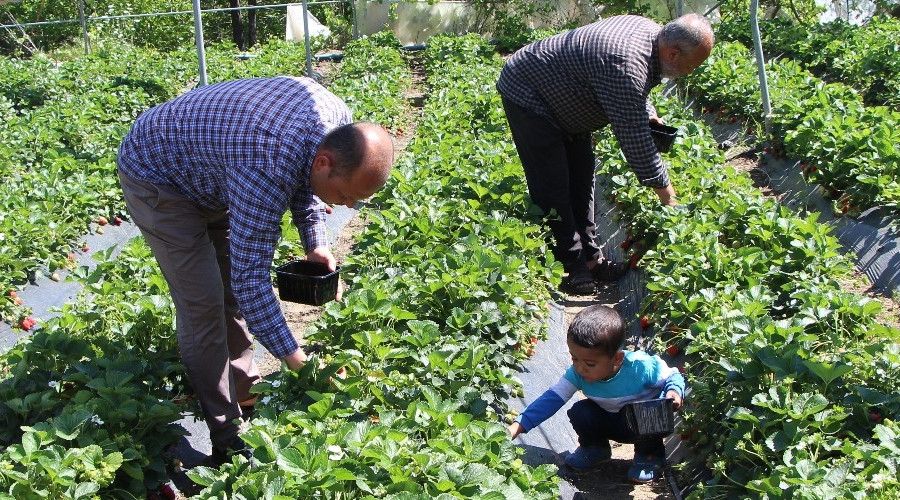 Hatay'da tarlada kilosu 9 liradan satlan ilek reticinin yzn gldrd