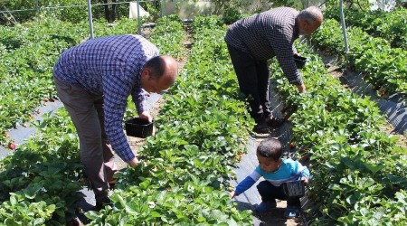 Hatay'da tarlada kilosu 9 liradan satlan ilek reticinin yzn gldrd