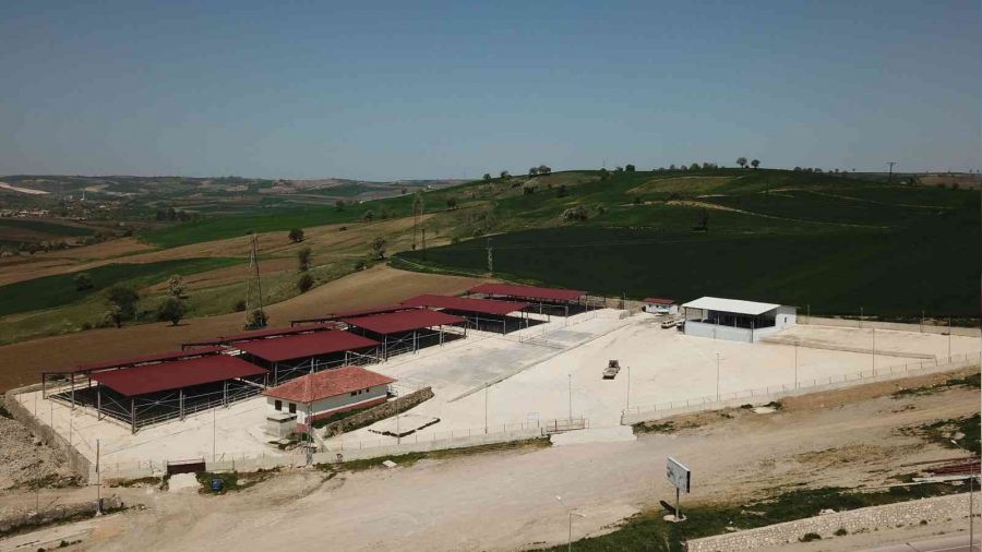 Havza'da canlı hayvan pazarı şap hastalığı nedeniyle kapatıldı
