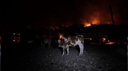 Hayvanlarını deniz kenarına getirerek korudular