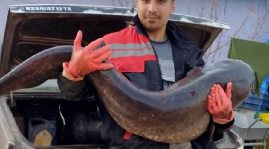 Hirfanlı barajında 25 kiloluk sazan balığı yakalandı