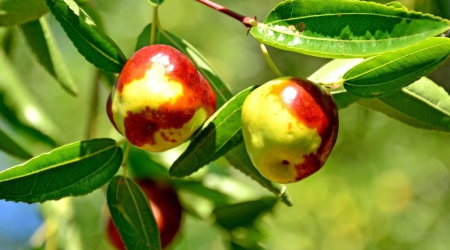 Hünnap hasadı devam ediyor