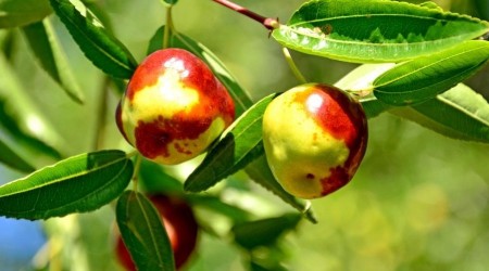 Hünnap hasadı devam ediyor