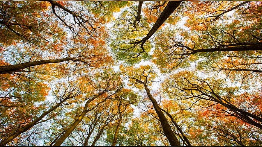 Hz. Hasan��n hilafet y�llar� ve Muaviye