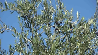 dil'de zeytini don vurdu