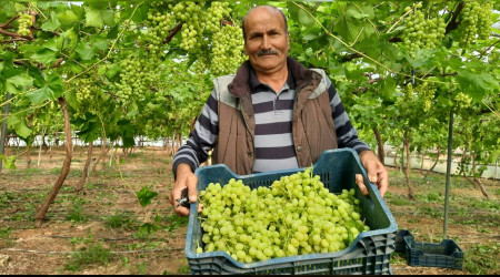 İlk hasat yerli üzümün kilosu 130 TL