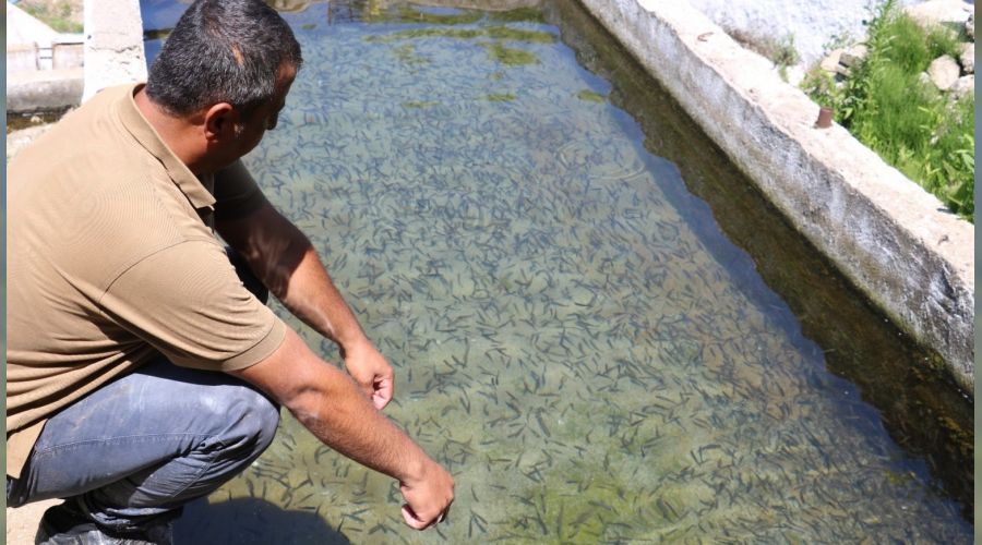 ���iydi, bal�k �retim tesisi kurdu