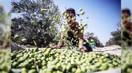 gal altnda zeytin hasad