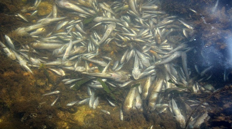 �spanya k�y�lar�nda tonlarca bal�k �ld�