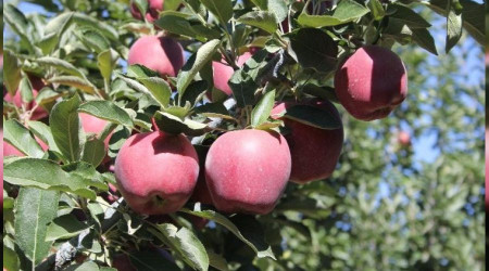 Isparta elması 1 milyar 862 milyon lira kazandırdı