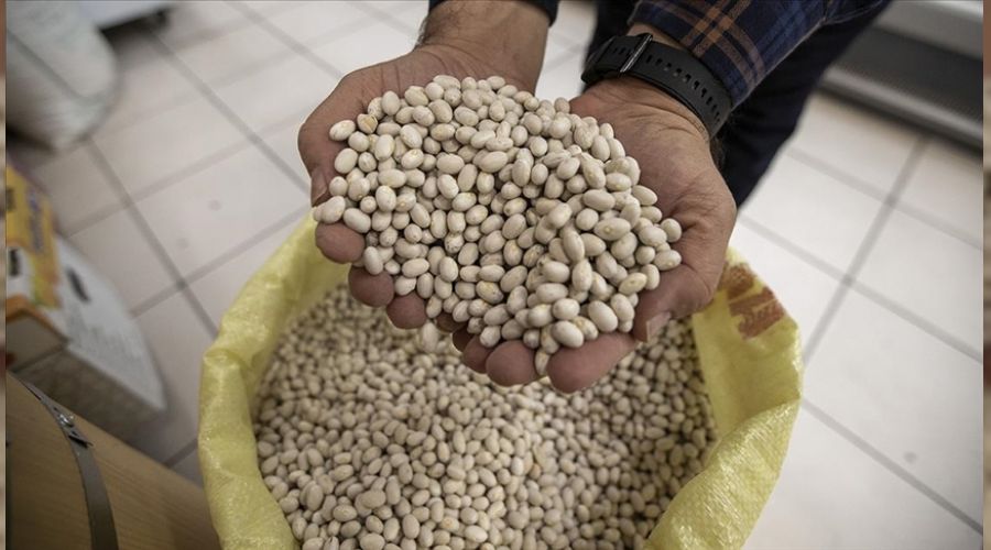 İspir fasulyesine talep büyük