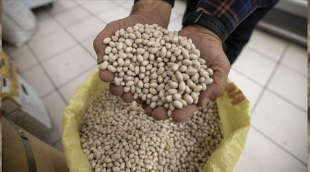 İspir fasulyesine talep büyük