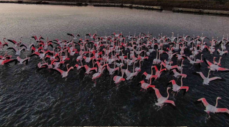 �stanbul'da g�� etmeyen flamingolar k���n g�r�nt�lendi