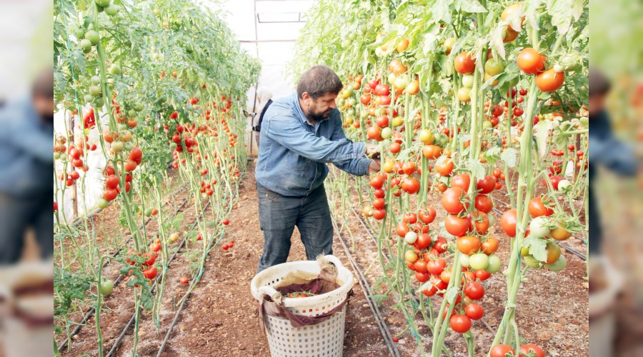 stanbullu domates ve patatesle beslendi