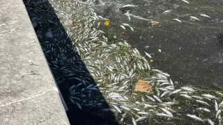 zmir Krfezi'nde balk lmleri yeniden balad