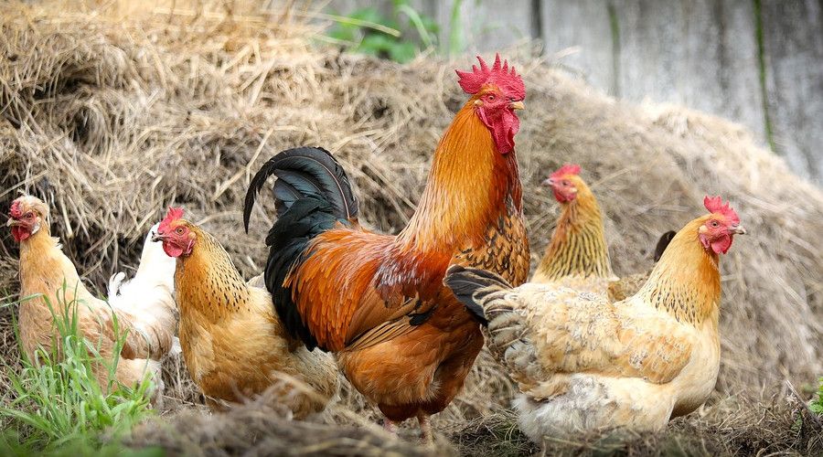 Japonya'da kuş gribi salgınında 5.8 milyon tavuk itlaf edildi