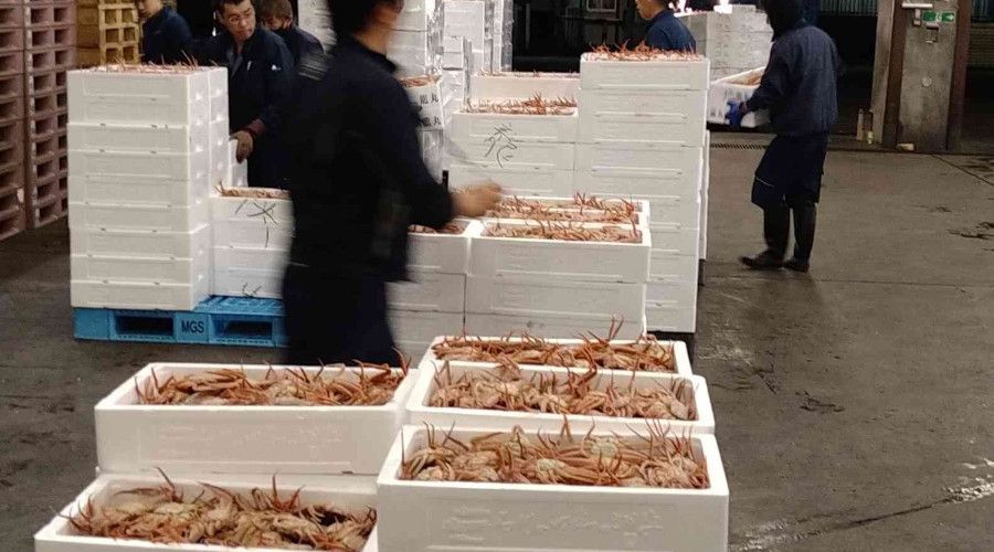 Japonya'daki açık artırmada kar yengecine rekor fiyat