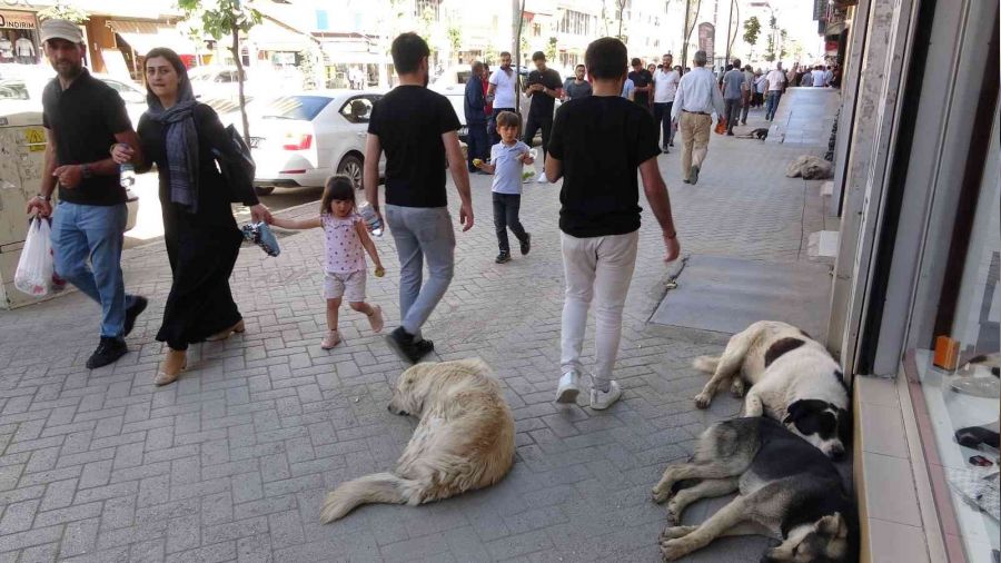 Kadını kurtarmak isterken kurban oldu